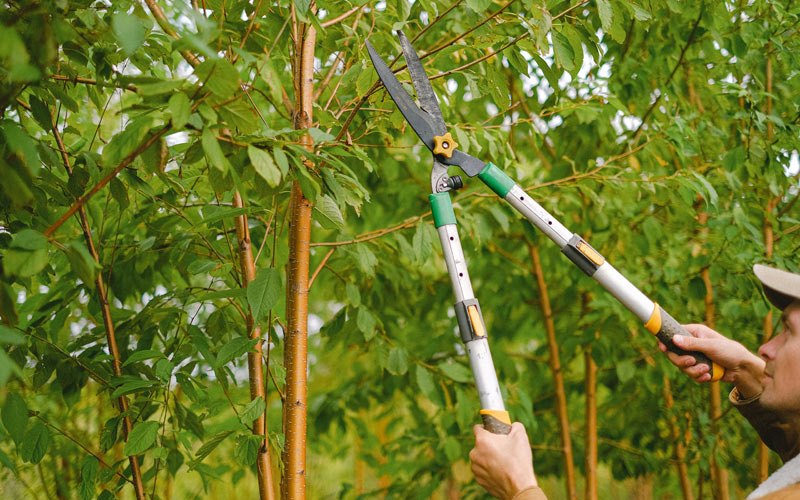 Tree trimming in Brewerton, NY